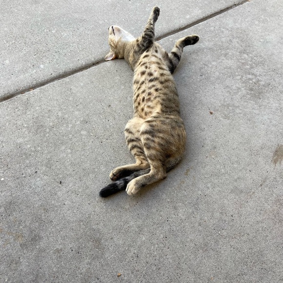 Cohosting EVERYTHING PETS Posh Party - 11/30 at 6:00 CST Sign up for a host pick - Picture 5 of 12